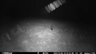 20231008 - Trail Camera video of a skunk (Campark T150)