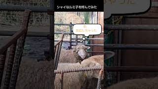 【石狩ひつじ牧場】シャイなルミ子を呼んでみた