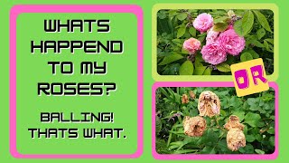 Rose Disaster - What Went Wrong?