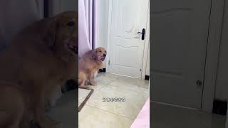 听见收狗的声音，狗狗含上棍子急忙冲进房间 #cutest dog #dog china funny #playful dog