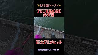 【TSURIBORI弁天閣】巨大F1がヒット！！！ #釣り #fishing #トラウト　#ルアー #トラウトフィッシング  #弁天閣 #エリアフィッシング