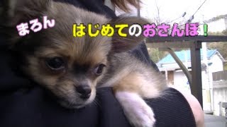 まろん　はじめてのおさんぽ♪　まだちょっと寒いやろ～？【チワワ　子犬】