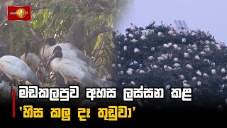 මඩකලපුව අහස ලස්සන කළ  'හිස කලු දෑ තුඩුවා' I #Batticaloa