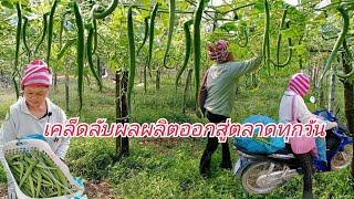 เกษตรทำเงิน45วันสร้างรายได้เคล็ดลับปลูกบวบงูให้ผลดกเก็บขายมีรายได้ทุกวัน|กบปลาพารวย