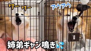 【犬語音量(超)注意】勘違いした柴犬姉弟がギャン鳴きしています汗