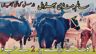 Salam mandi bhalwal Australian friesian cross cows | cholistani cross cows#pkjanwar #hfcow #cowmandi