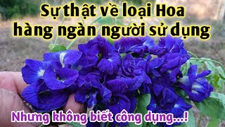 Sự thật về loại Hoa được hàng ngày người sử dụng nhưng không biết công dụng. PHAN HẢI Channel