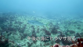 午後の海にヒラマサ現る 館山 西川名 202502f【4K】