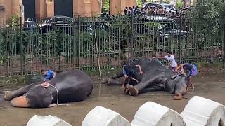 ශ්‍රී දාළදා මාලිගාවේ‍ ඇත් ගාල❤️Elephant Stable Sri Dalada maligawa kandy Sri Lanka ❤️🇱🇰