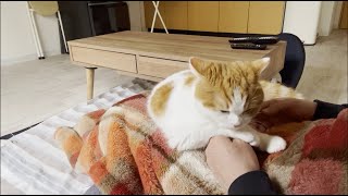 体調不良の飼い主に寄り添ってくれる猫が可愛すぎた