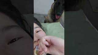 橘子：感谢大自然的馈赠#马犬 #狗狗 #shorts #puppy #germanshepherd #doglove #cute #funny #animals #pets #love #可愛い