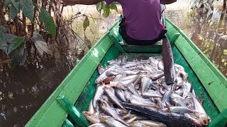 merawai ikan lais di hutan pinggiran sungai lamandau part#2