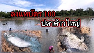 ลงแหบัตร 100 ปลาค้าวใหญ่ #ลงปลา