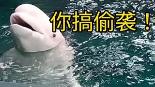 白鲸：你过分啦！组团偷我水！【大白投喂员】