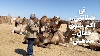 حلايب وشلاتين٣| في شلاتين أكبر سوق للجمال في مصر.. هناخدكم في رحلة مدهشة