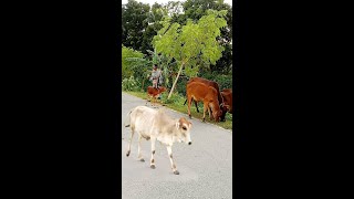 গ্রামে গরু পালন মাঠে রাখালের গরু রাখার দৃশ্য #Shorts