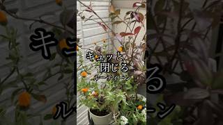 結んで開いてかれんじゅら#園芸 #植物 #花 #鉢植え #ベランダガーデニング #plants #shorts