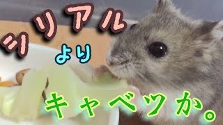 【ハムスター用シリアル】結局キャベツが良いってよ。