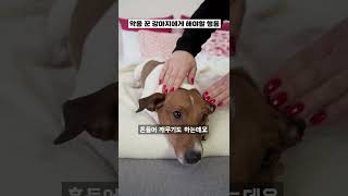 악몽 꾼 강아지에게 꼭 해야할 행동 #shorts