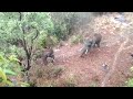 இரண்டு யானைகள் சண்டை two elephant angry fight