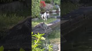 神戸のアオサギの鳴き声