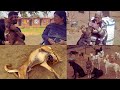 Janm Foundation for Dogs Gurgaon Full Video!