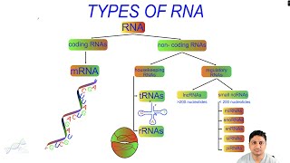 Types of RNA | Coding (mRNA) and non-coding RNAs (tRNA, rRNA, lncRNA, miRNA, snRNA, snoRNA, siRNA)