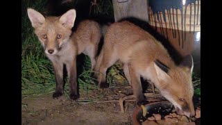 Hungry Fox Cubs