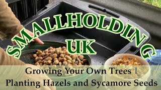 Growing Your Own Trees | Planting Hazel Nuts and Sycamore Seeds