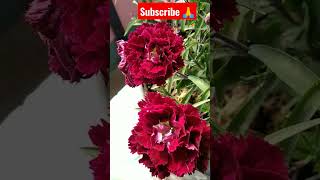 Red rose!! #shortsfeed #trending #minivlog #shortsviral #shortsvideo