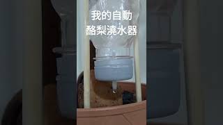 #酪梨，#厚兒，我的酪梨盆栽，自動澆水設計，#Avocado