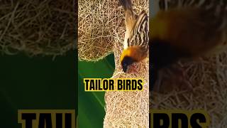 Tailor Birds build home and nest. #nature #birds #wildlife #tailorbird #nestbuilding