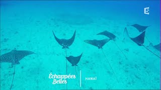 Hawaï l'autre rêve américain - Echappées belles