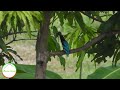 นกกระเต็นอกขาวล่าเหยื่อ white throated kingfisher hunting prey