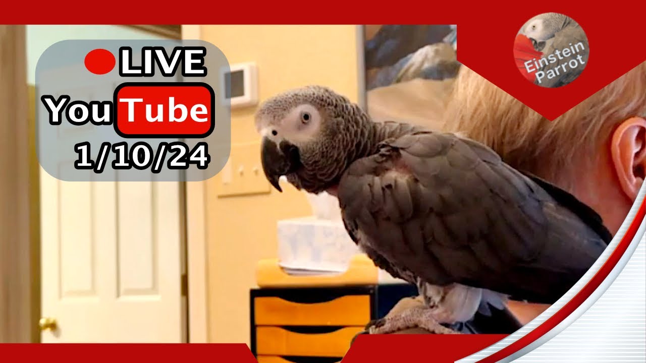 Einstein Parrot FB Live Replay 1/10/24 - YouTube