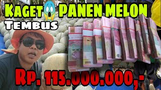 Panen MELON. Tembus Rp.115 Juta. Lahan 3000M².