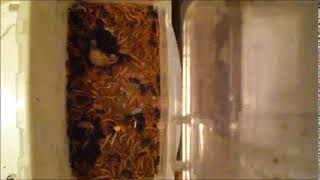 Dermestids Canada Mealworm Timelapses 2017 2019 #16 726 26