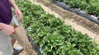 Strawberry Sampling