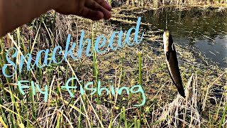 Snackhead fly fishing with lures /បបក់ត្រីផ្ទក់រ៉ស់តាមស្រះ