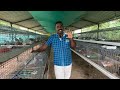 புறா வளர்ப்பில் தினசரி வருமானம் daily income in pigeon breeding