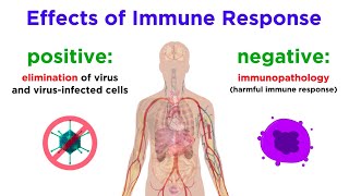 Virus-Cell Interactions Part 2: Multicellular Hosts