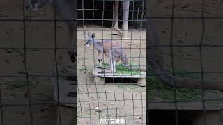 【衣替えで身体がボロボロに😮】夏毛から冬毛に生え変わろうとしているアカカンガルー🦘 #shorts #kangaroo