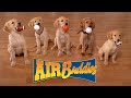 AIR BUDDIES: Cães Amigos - Brasil version