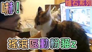 【國動】嚇！搖滾區最不爽的動粉貓z（音量注意）2018/09/25 By喬喬