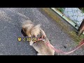 秋の気配を感じる愛犬とのお散歩タイム♪