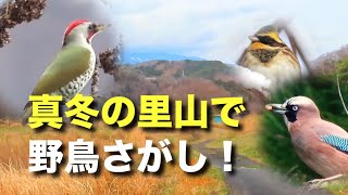 雪化粧の野鳥に会えるかな？