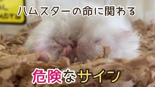 ハムスターの命に関わる危険なサインがあります