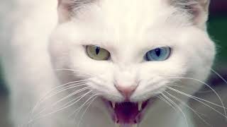 Angry Cat   Ringtone Mp3