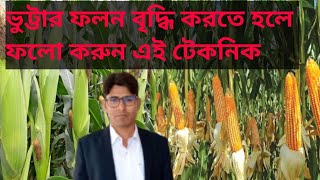 ভুট্টার অ‌ধিক ফলন পে‌তে কখন সেচ ও সার দি‌বেন  ।  ভুট্টার পাতা তুল‌বেন যে বয়‌সে  । @agriculture