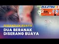 SERANGAN BUAYA | Kanak-kanak Hilang, Bapa Parah